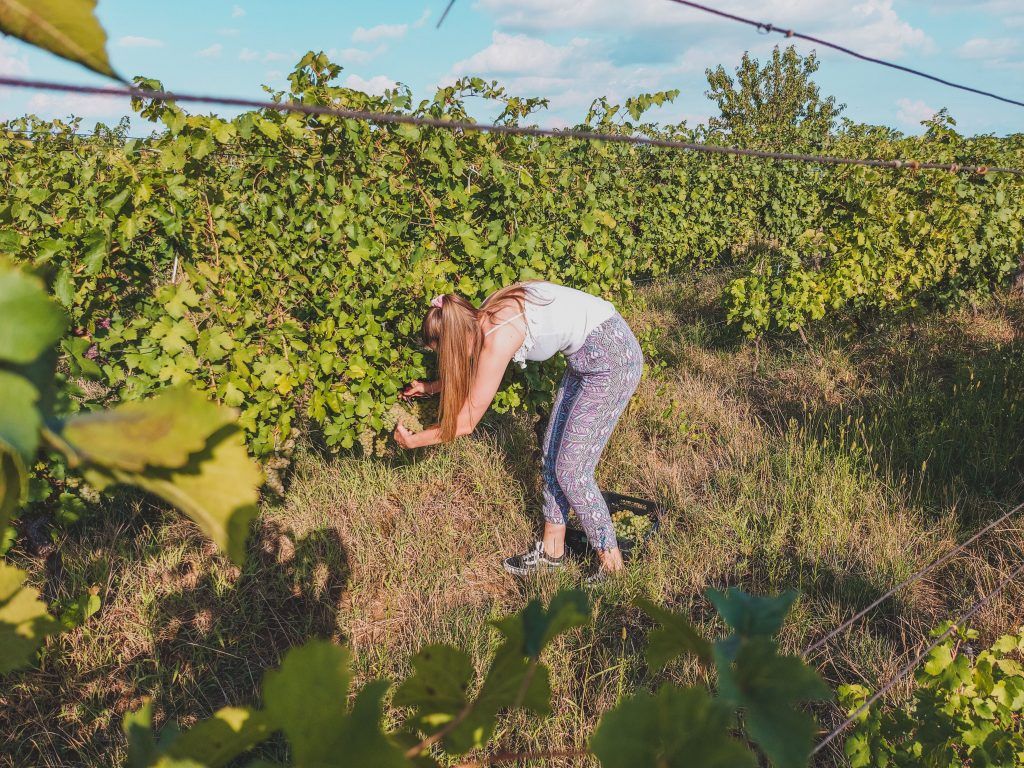 alt= Photo shared Le gist women working in vineyard
