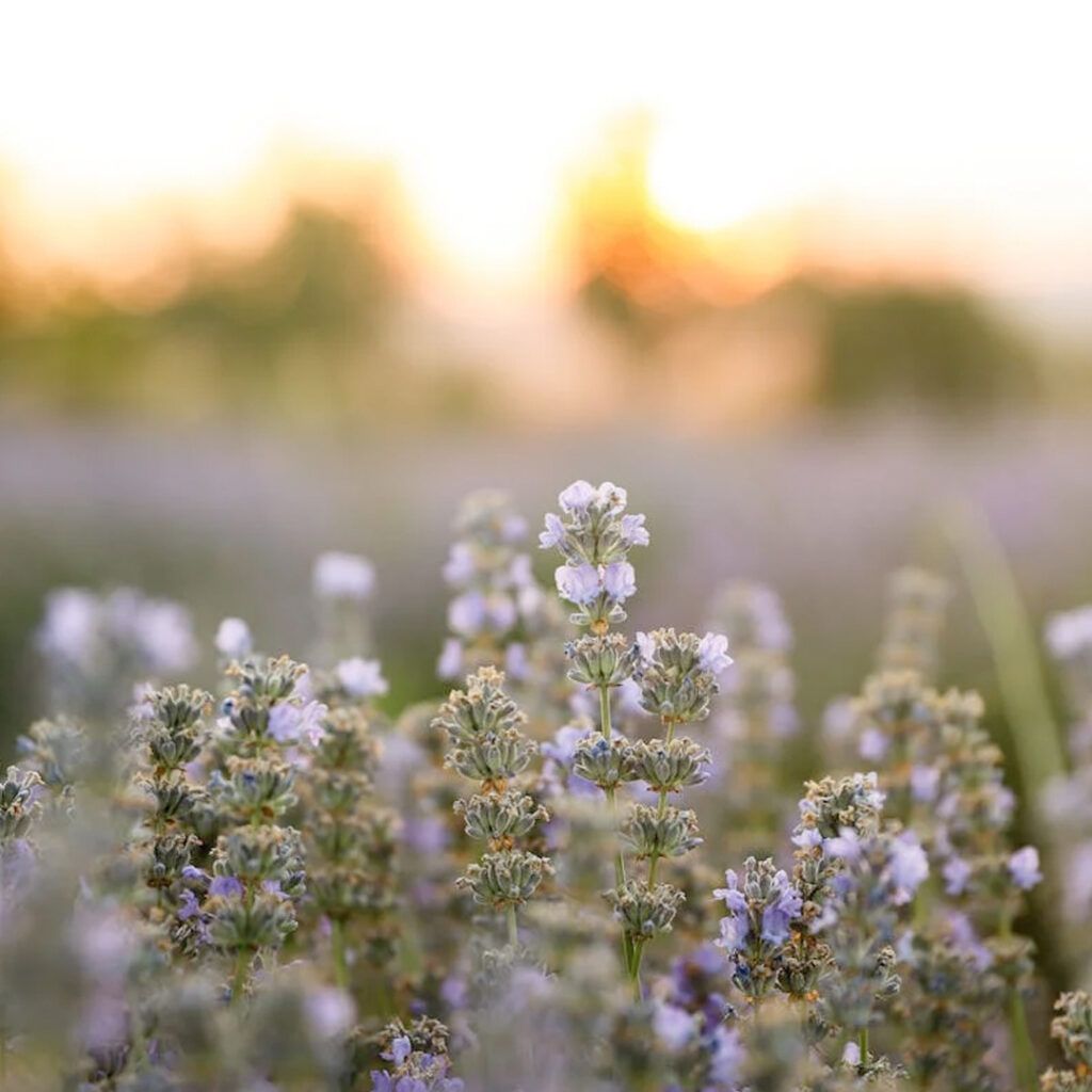 alt= gardens flowers
