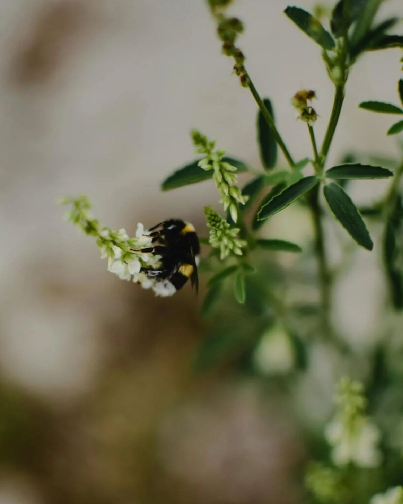 alt= Photo nature, green area with bees